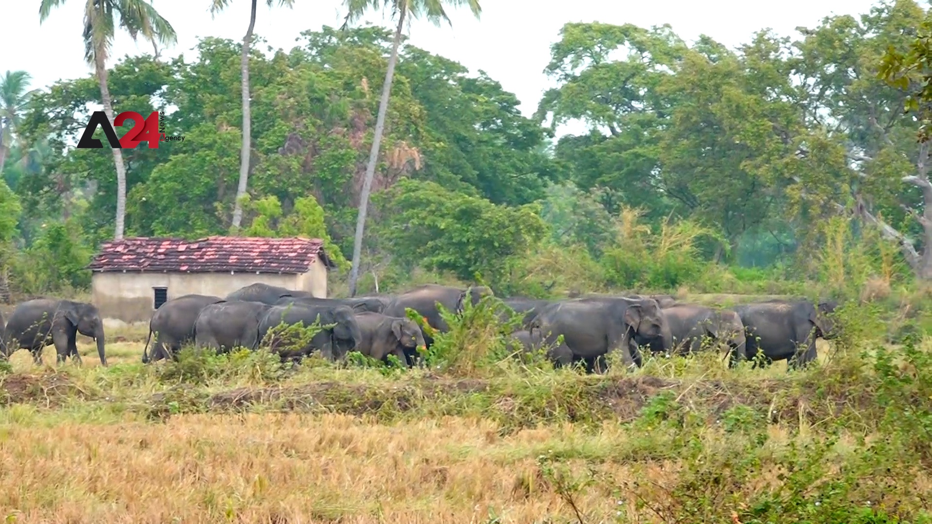 Sri Lanka - Wild elephants demolish houses in Polonnaruwa in search of food
