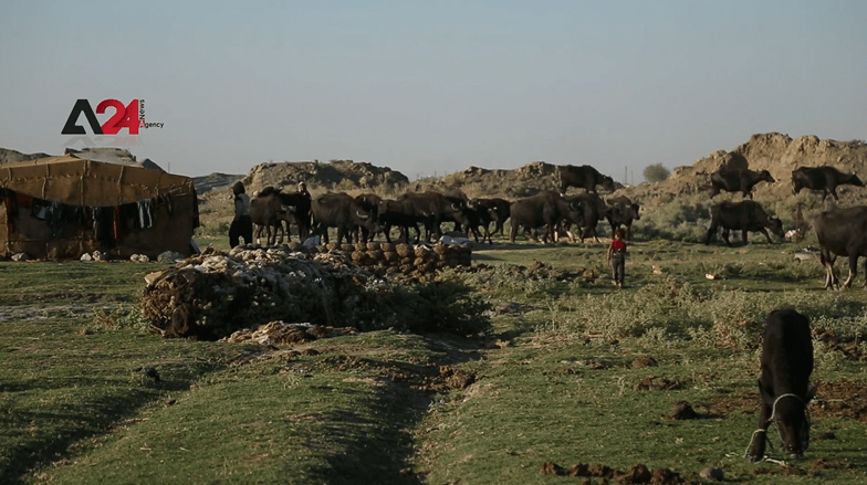 Syria – Family Lives on Buffalos and Its Dung