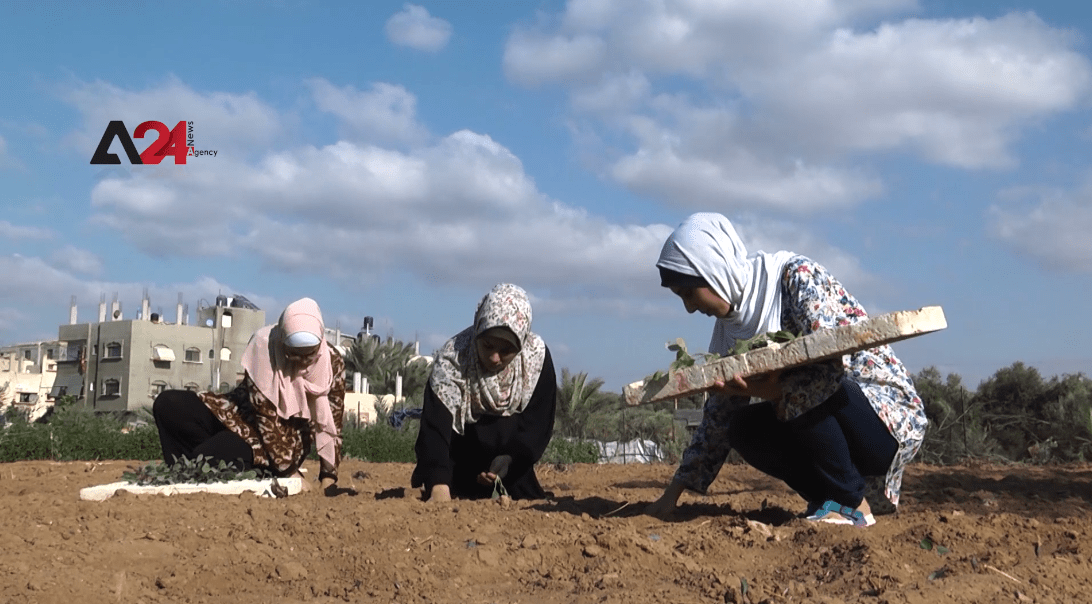 فلسطين – خريجات في غزة يجدن فرص عمل باستصلاح الأراضي الزراعية