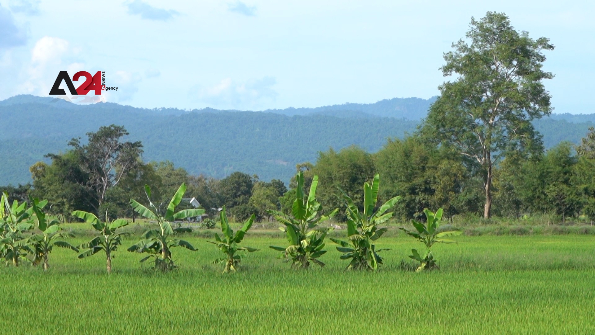 Thailand – Government pays compensation for farmers affected by the low price of rice