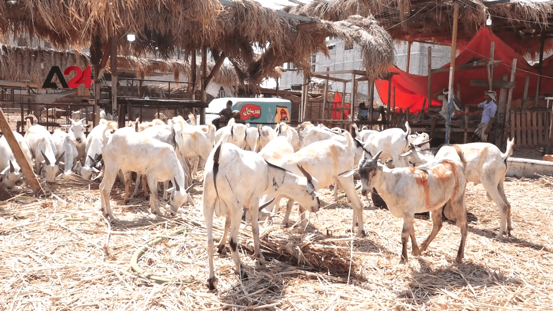 اليمن- تراجع الثروة الحيوانية في اليمن بسبب الحرب والجفاف وغلاء العلف