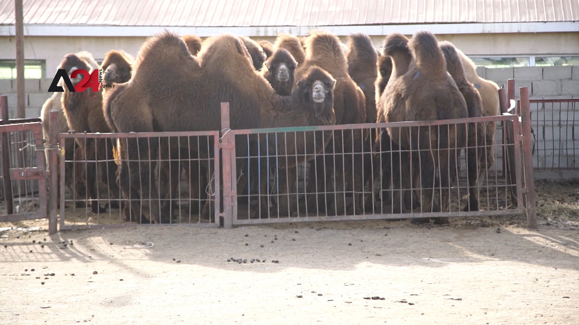منغوليا – انخفاض صادرات اللحوم في منغوليا بسبب معايير الذبح المتبعة