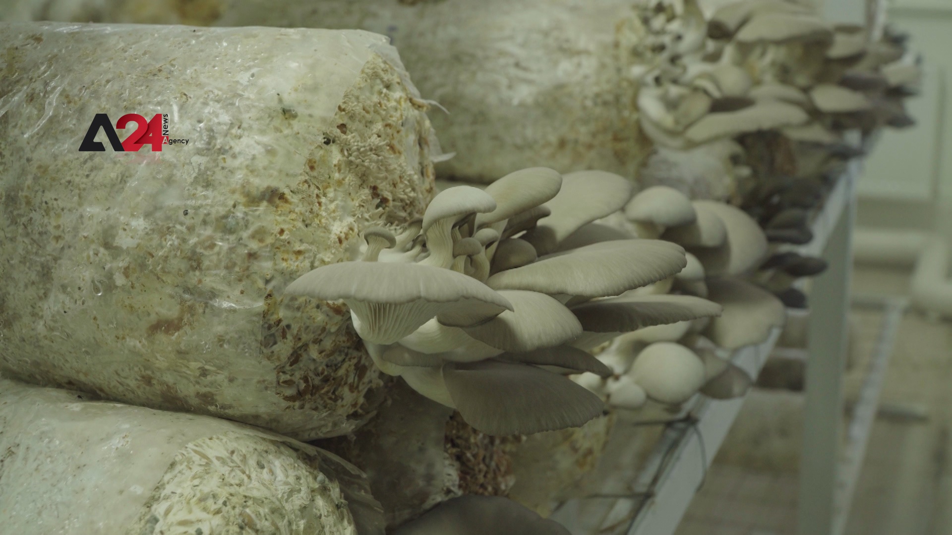 Mongolia - Medicinal mushrooms grown on sea buckthorn waste in Mongolia