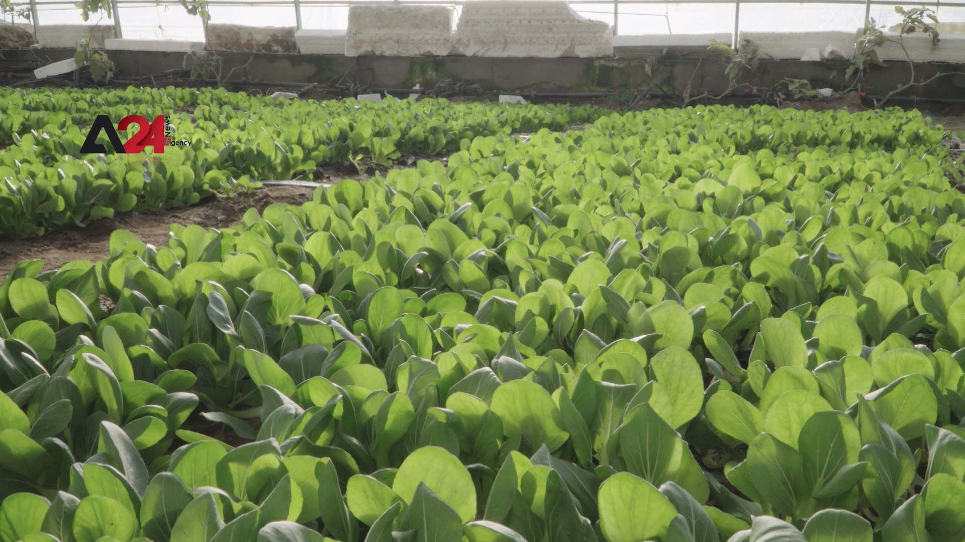 Mongolia – Mongolia needs to develop greenhouses to attain self-sufficiency