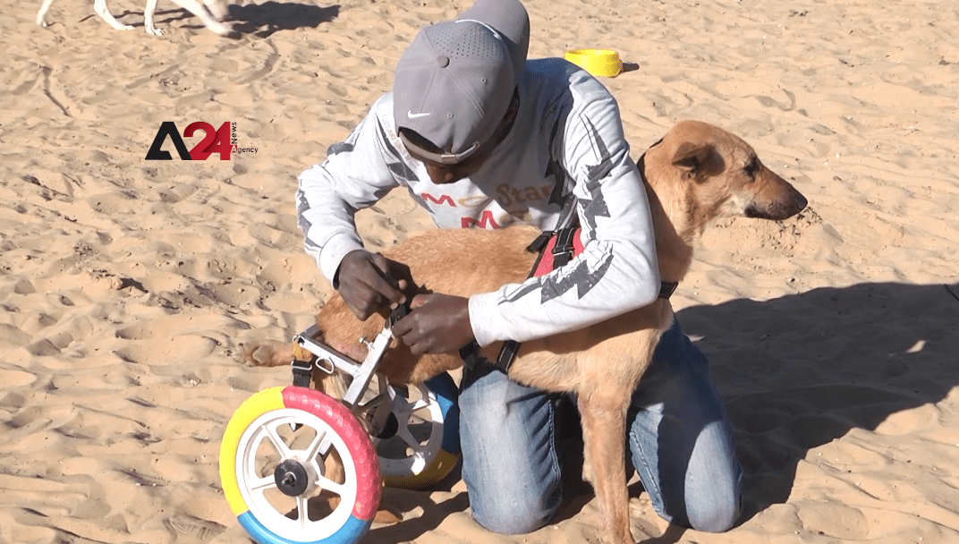 Palestine –Association in Gaza manufactures prosthetics for dogs and cats out of children's toys