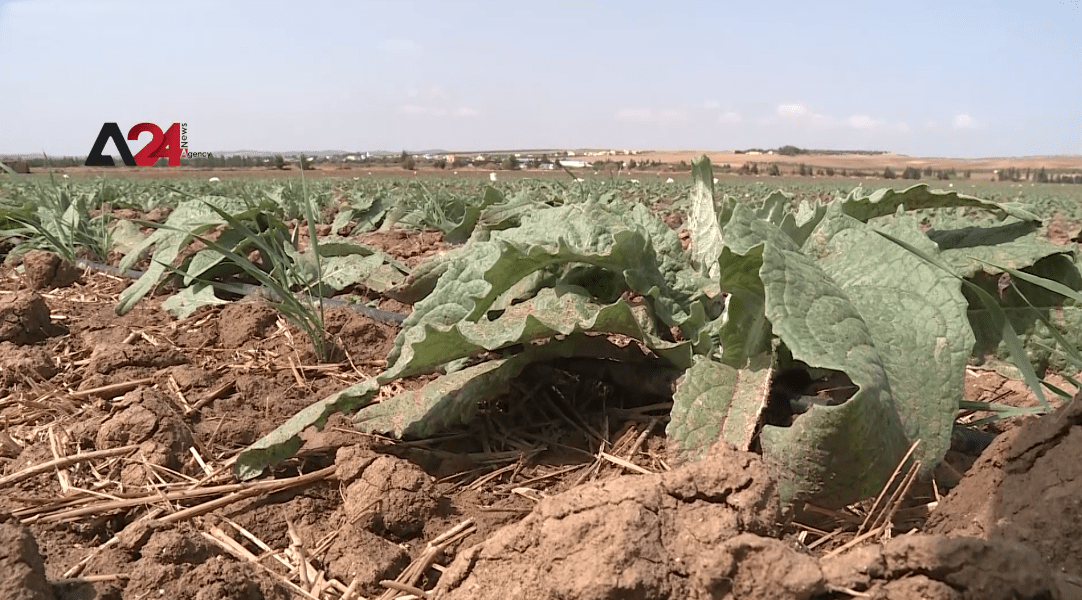 Tunisia – Climate change causes a reduction in Tunisia’s agricultural lands