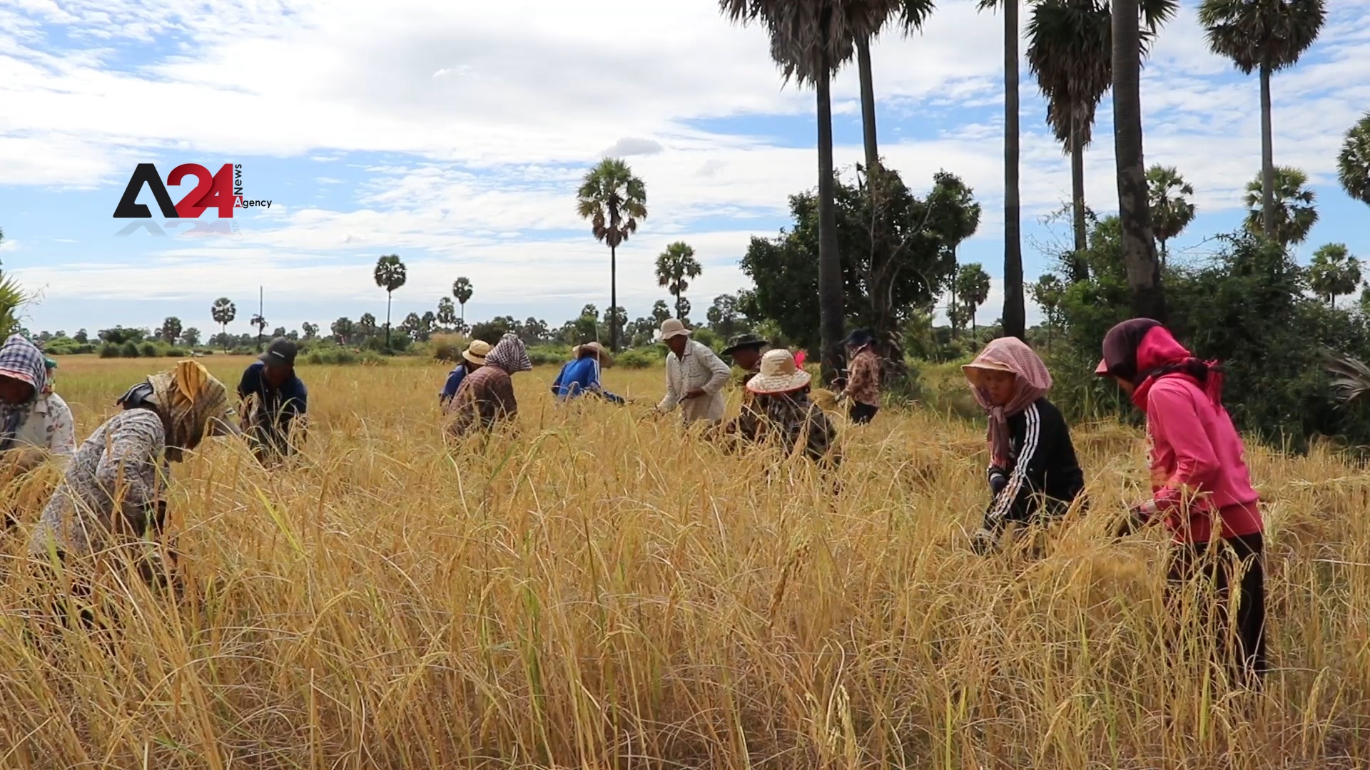 كمبوديا- إحباط يخيم على مزارعين في كمبوديا جراء جفاف محاصيلهم