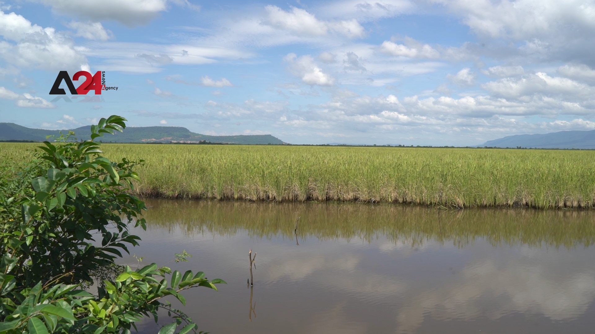 كمبوديا - تغير المناخ في كمبوديا يجبر مزارعي الأرز على ترك حقولهم