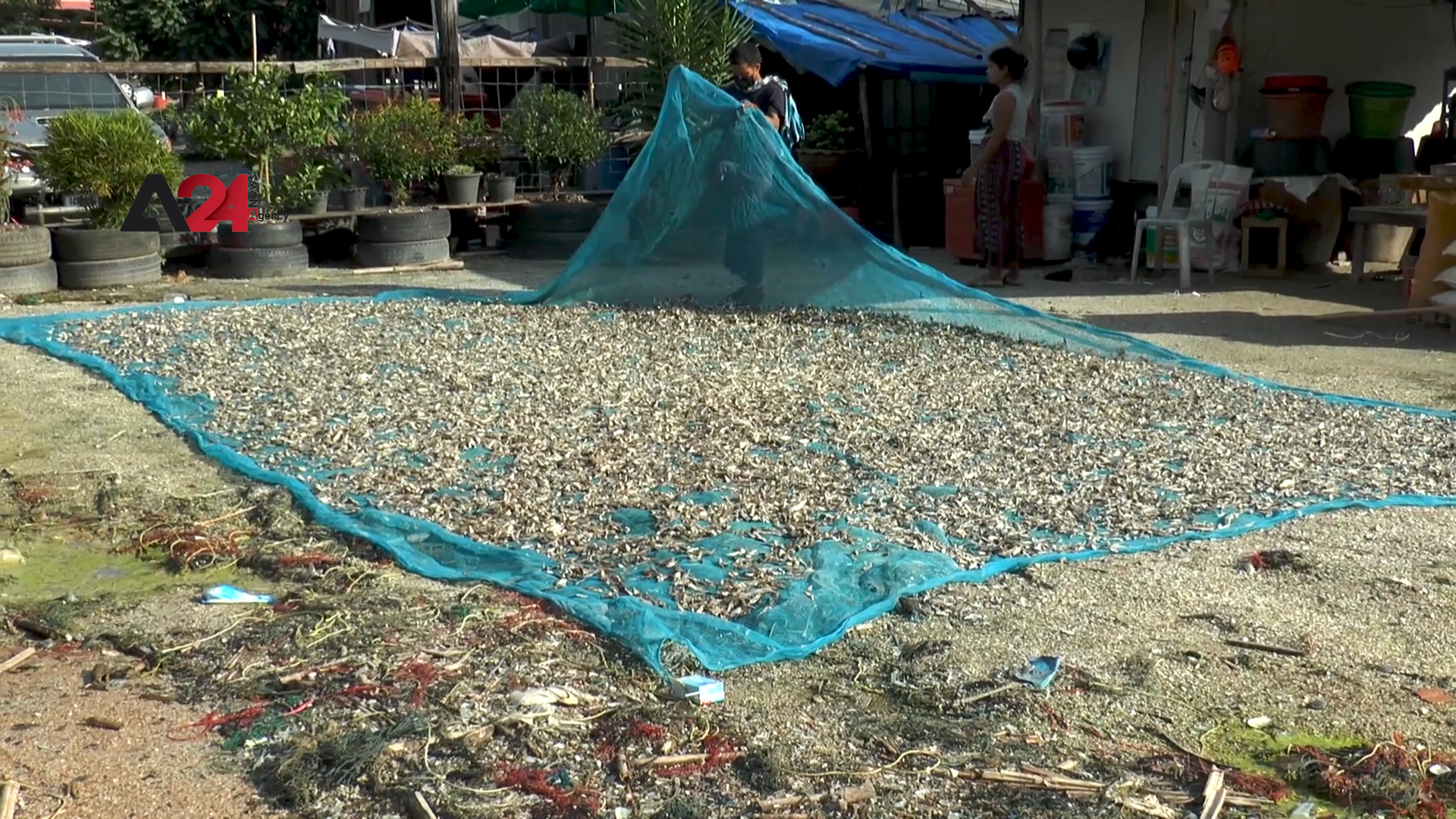 Thailand- Coastal farmers call for compensation after being affected by freshwater floods