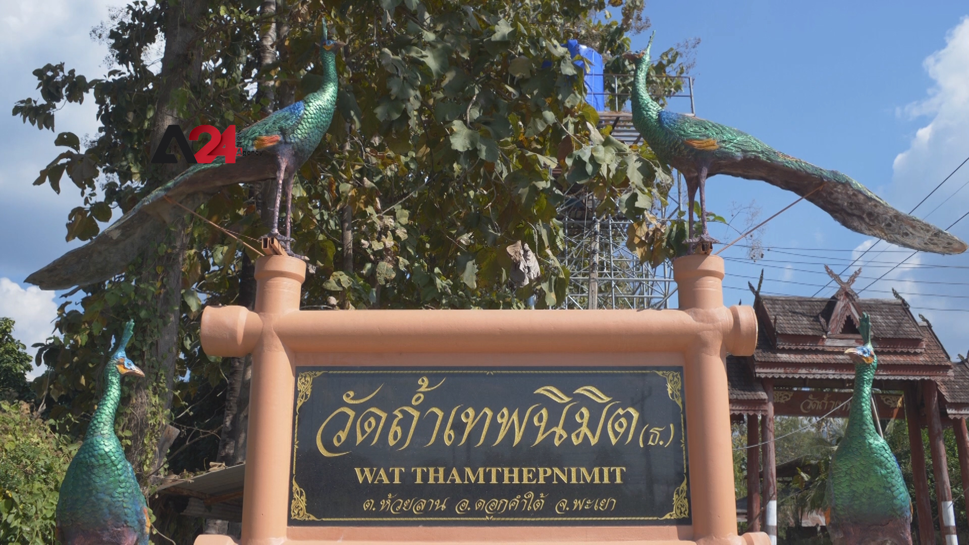 Thailand – A Thai temple feeds peacocks to keep them away from agricultural fields