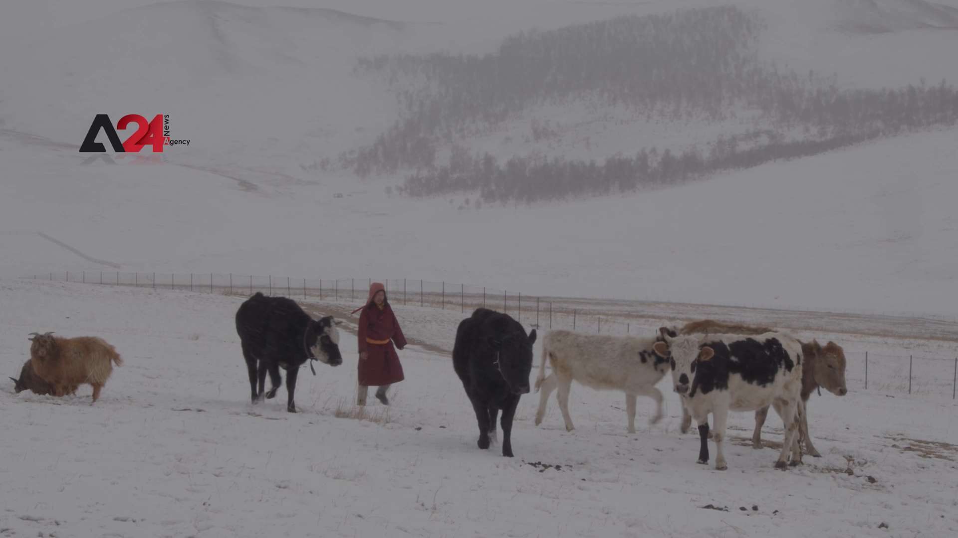 Mongolia – Gov’t-led efforts improve livestock sector; alleviate suffering of herders during winter