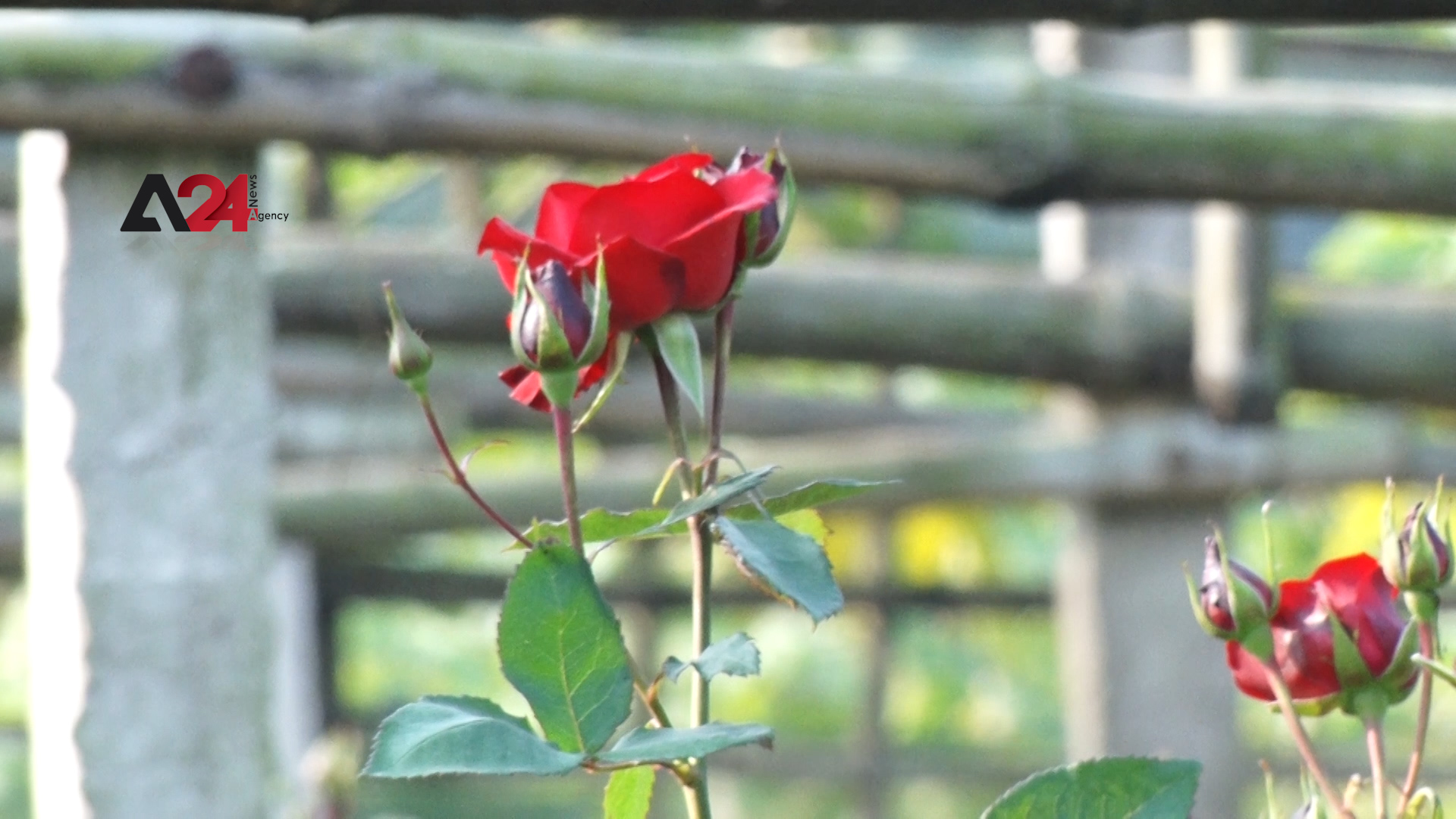 Bangladesh – Flower farming profitable business despite import difficulties