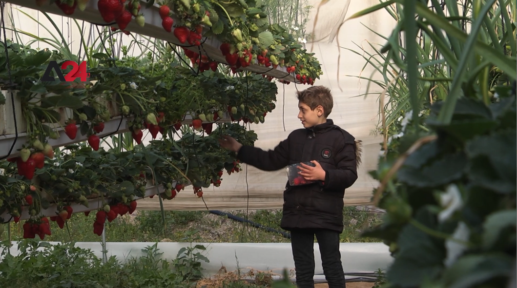 Palestine – Gazan woman fights unemployment with hanging strawberry planting
