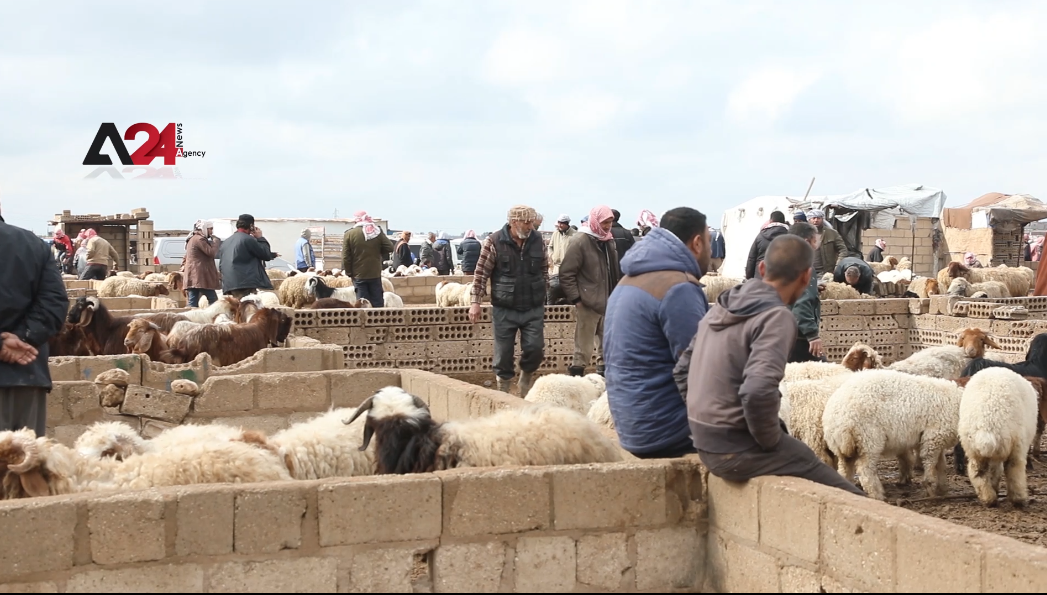 Syria – Drought, feed shortage raise livestock breeders’ concerns