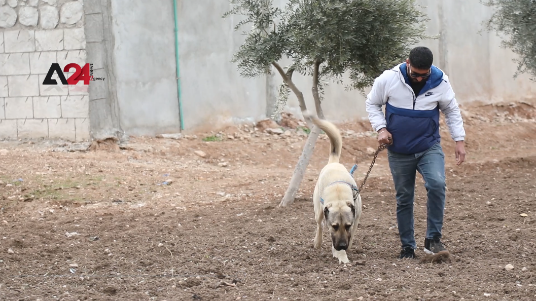 سوريا – انتشار ظاهرة تربية الكلاب الأجنبية في شمال وشرق سوريا