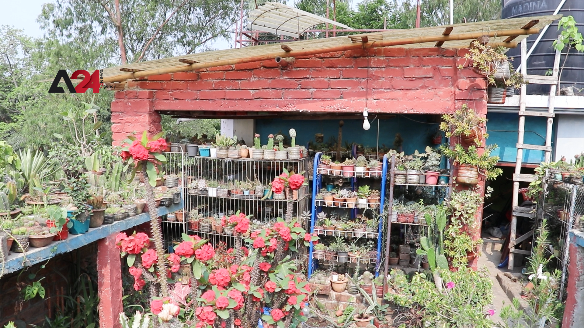 Bangladesh- Roof Gardening is a hobby and means of earning.