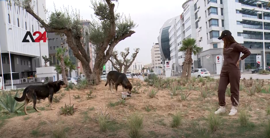 Tunisia - stray animals find safe haven at Tunisian lady's home.