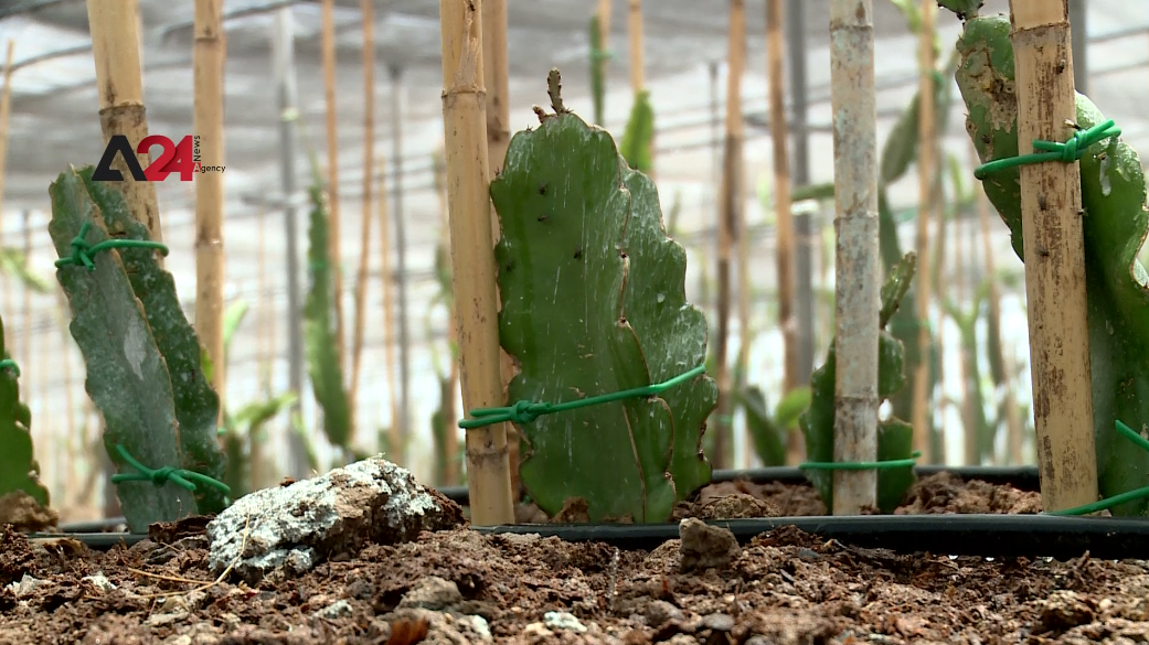 Tunisia – Two Young Tunisians successfully cultivate dragon fruit.